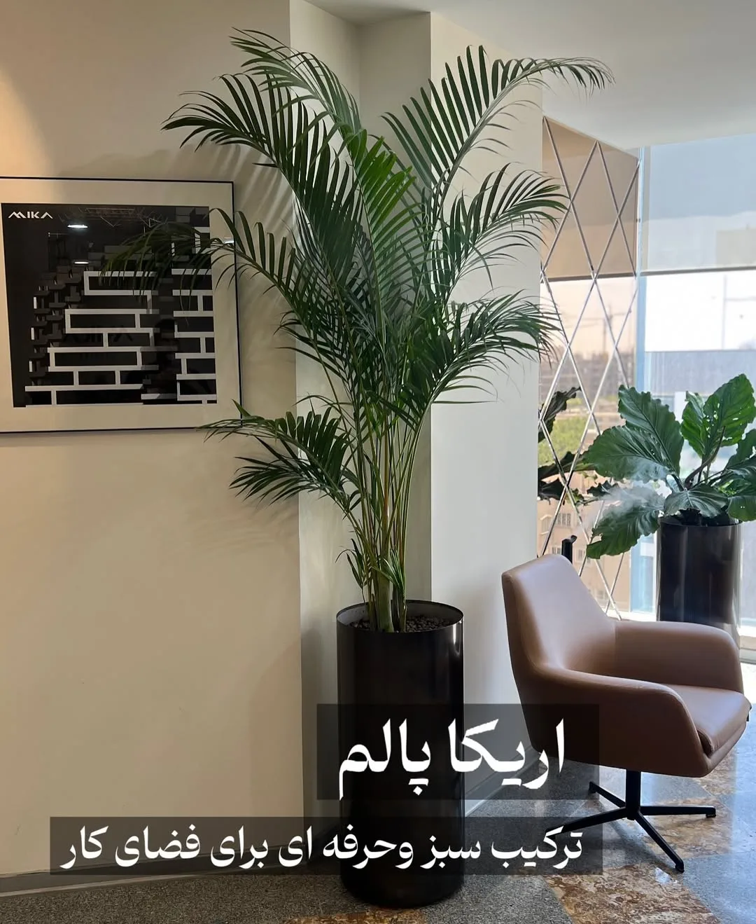 نخل نیکولای و اریکا پالم — عکس ۲