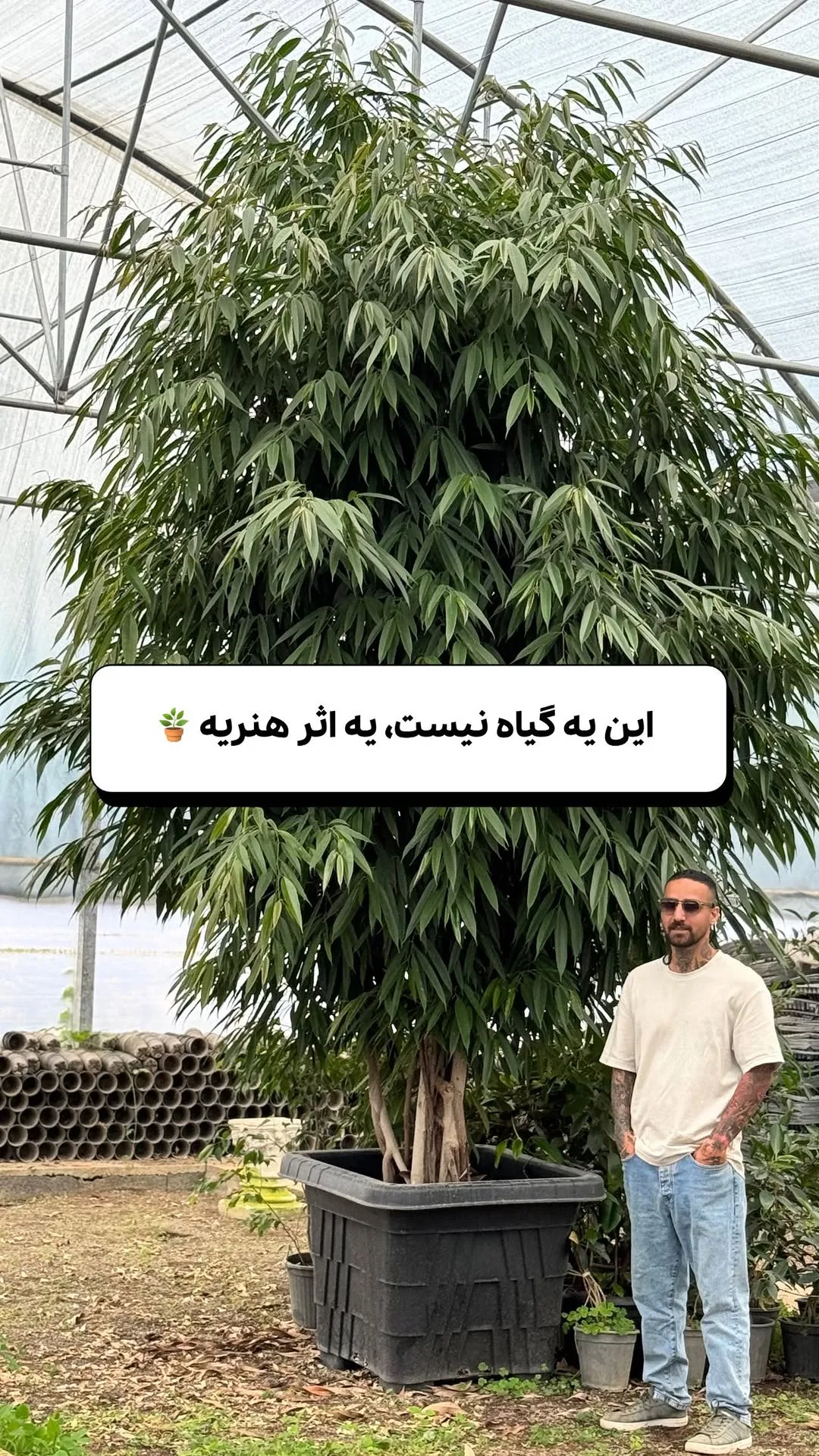 فیکوس آمستل ۵ متری
