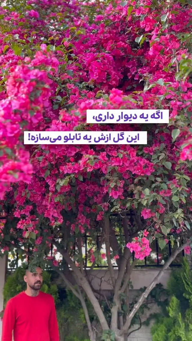 بوگنویل (گل کاغذی)، رنگ صورتی و سبز، درختچه گلدار