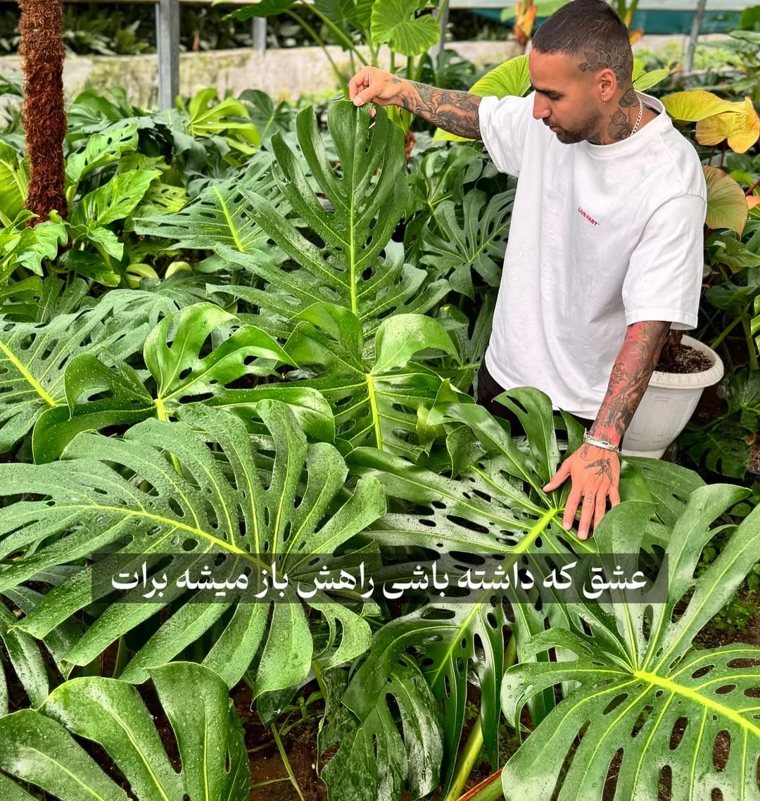 مانسترا