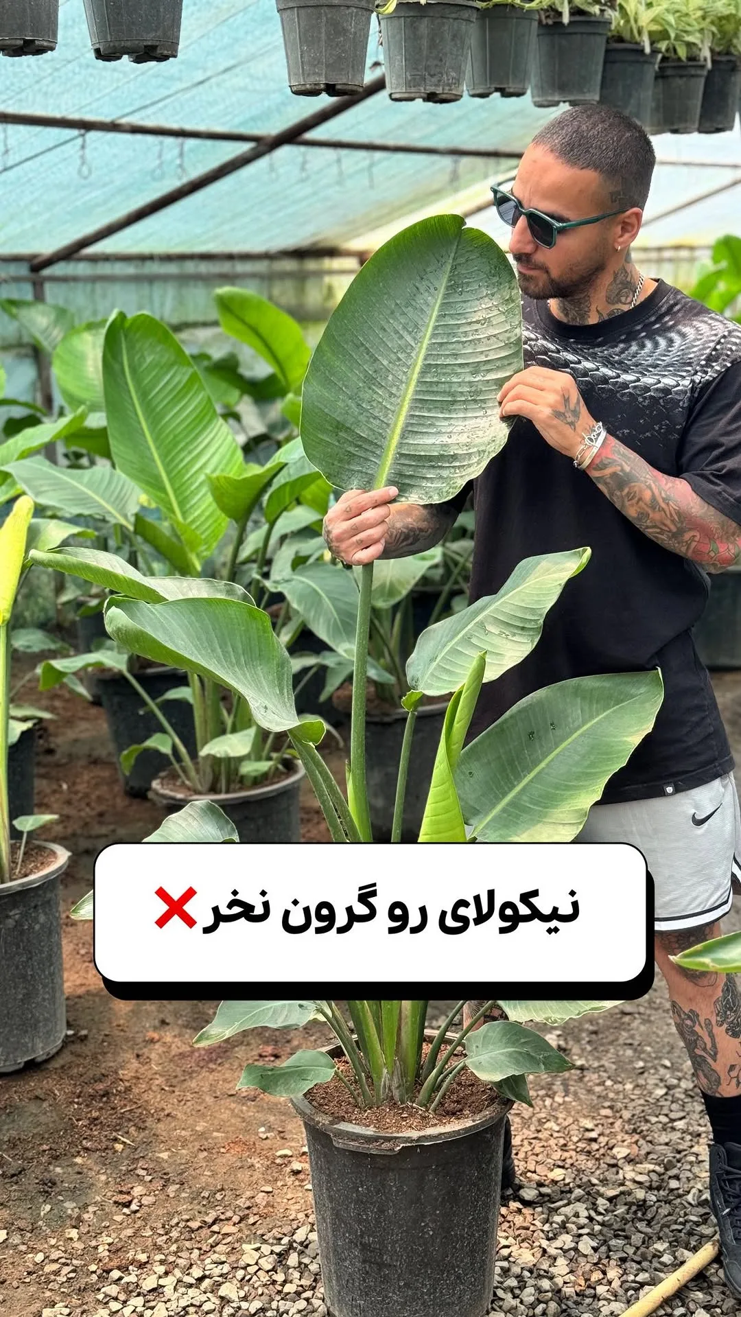 نخل نیکولای