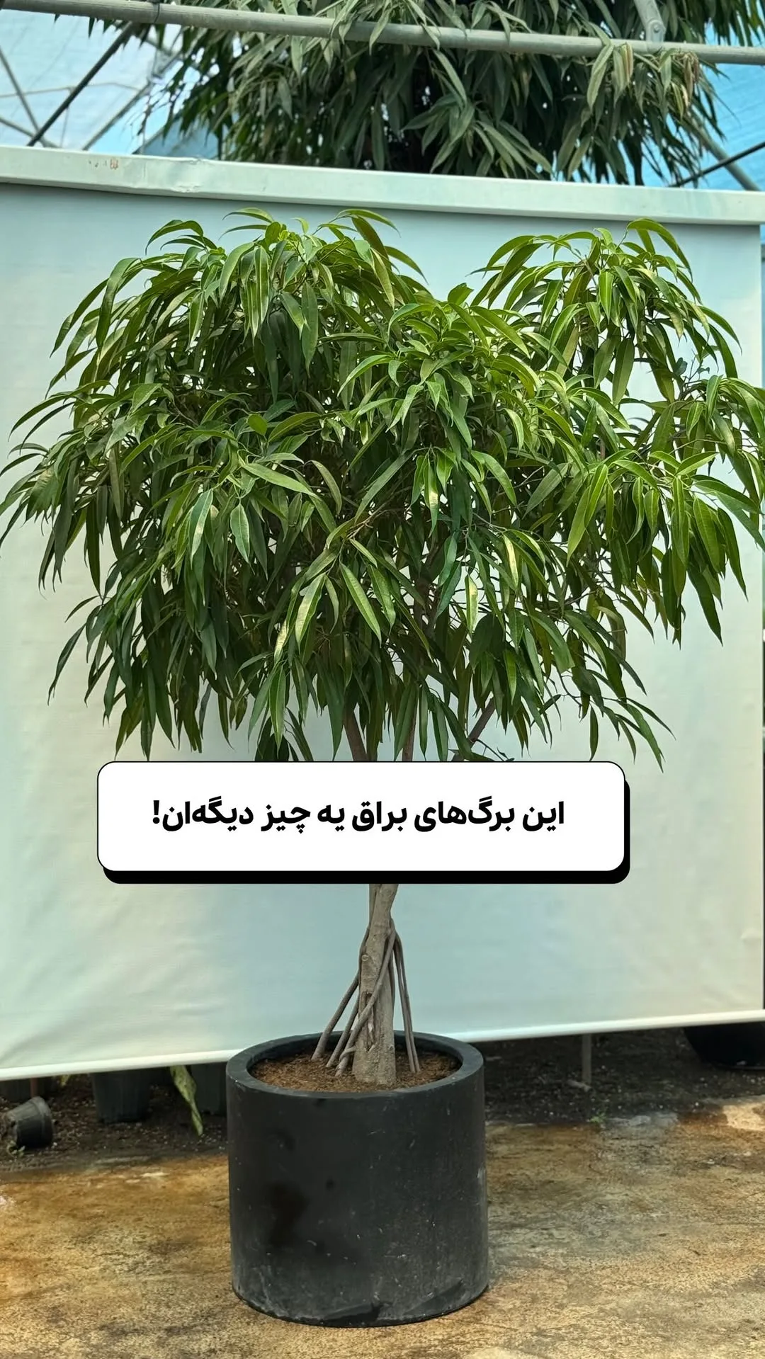 امستل کویین