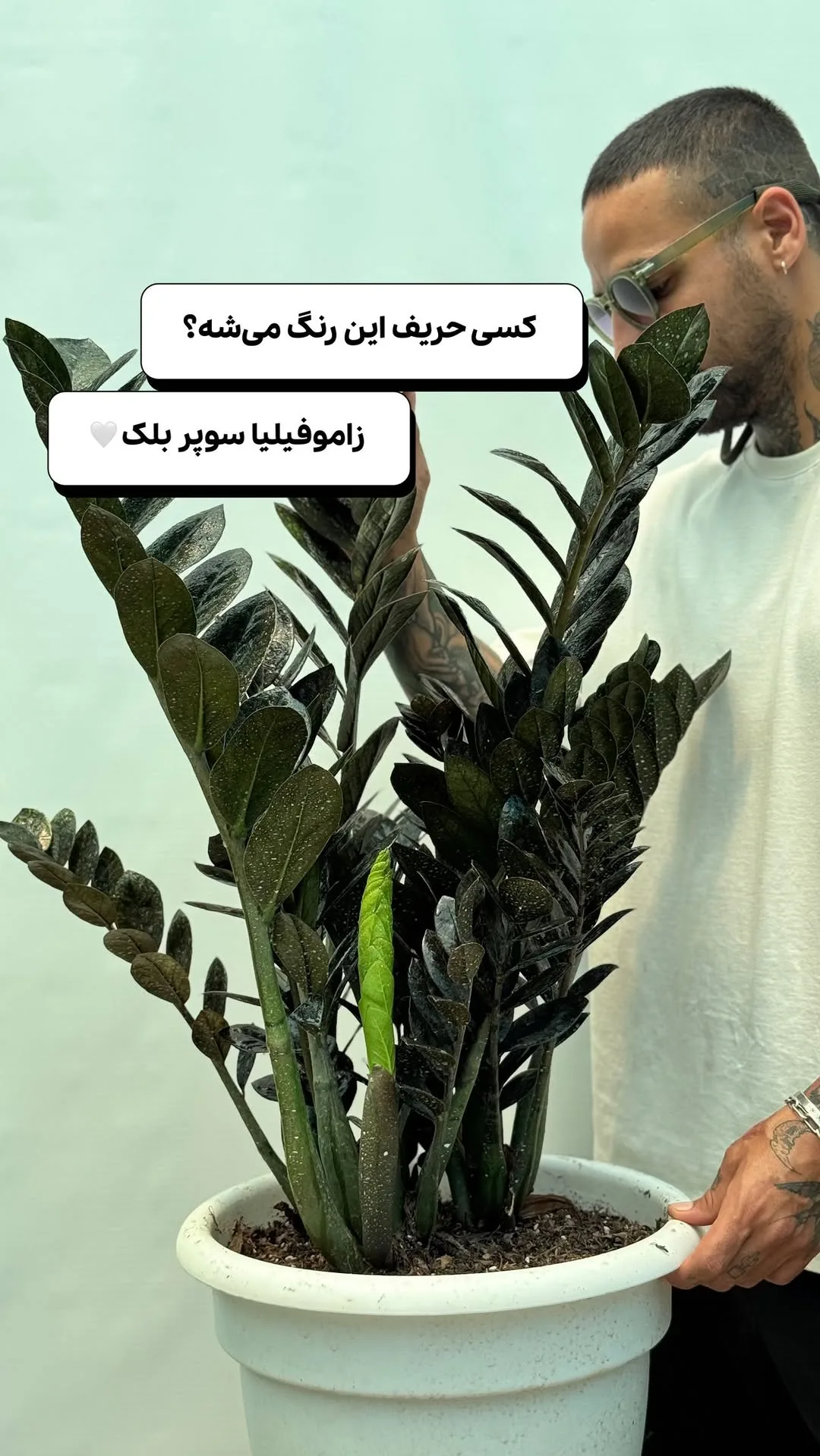 زاموفیلیا سوپر بلک، رنگ سبز تیره و مشکی، گیاه آپارتمانی برگ براق