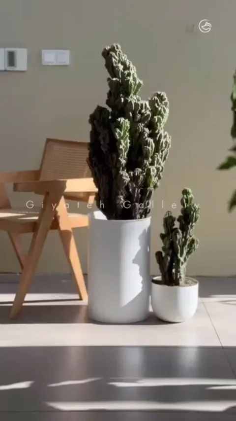 کاکتوس صخره‌ای، رنگ سبز، کاکتوس ستونی کنگره‌ای