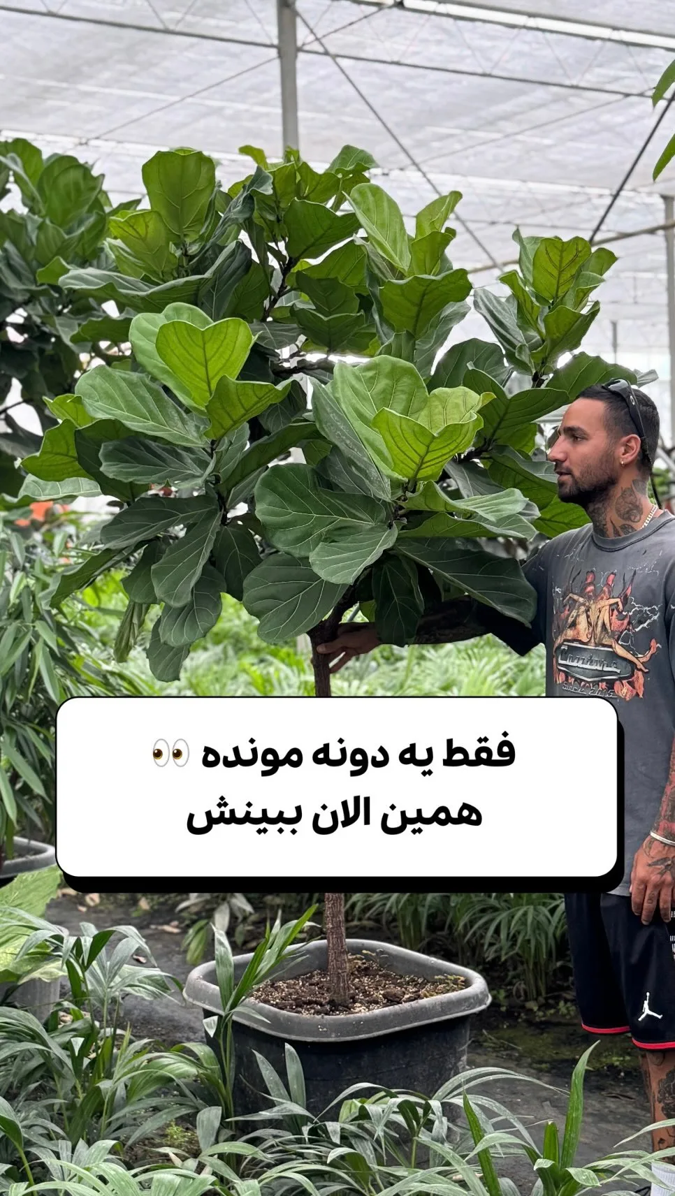 فیکوس لیراتا، رنگ سبز، درختچه با برگهای پهن ویولنی