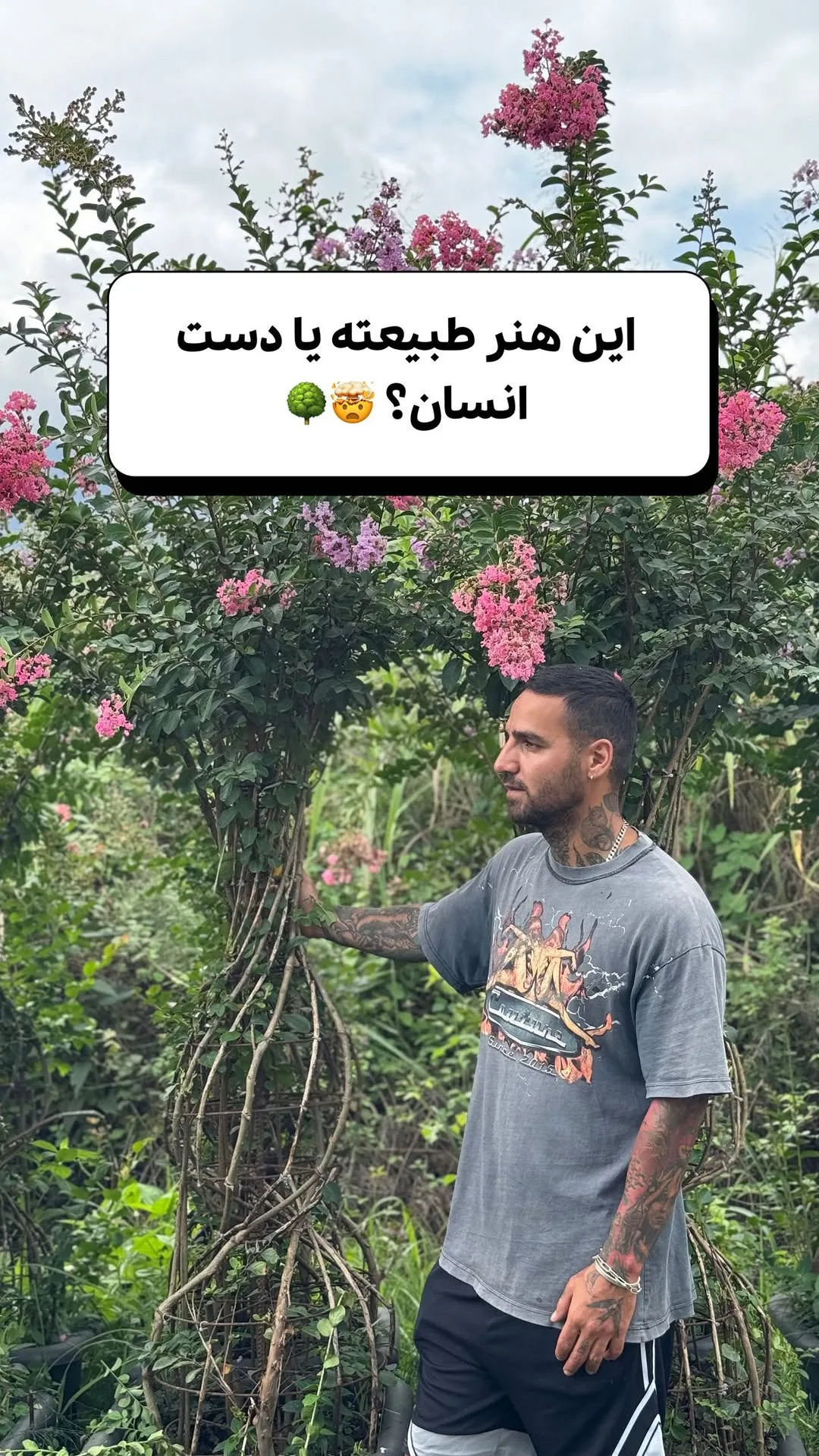 درخت توری تنهبافت