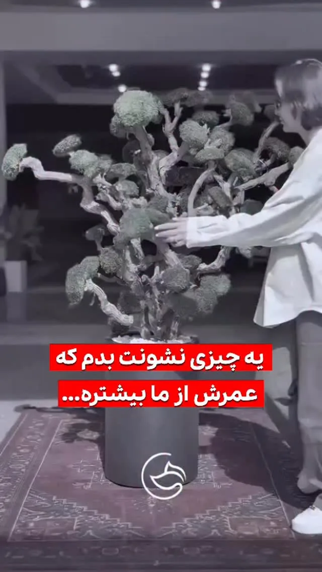 درخت جاویدان، رنگ سبز و خاکستری، درخت مینیاتوری تزئینی