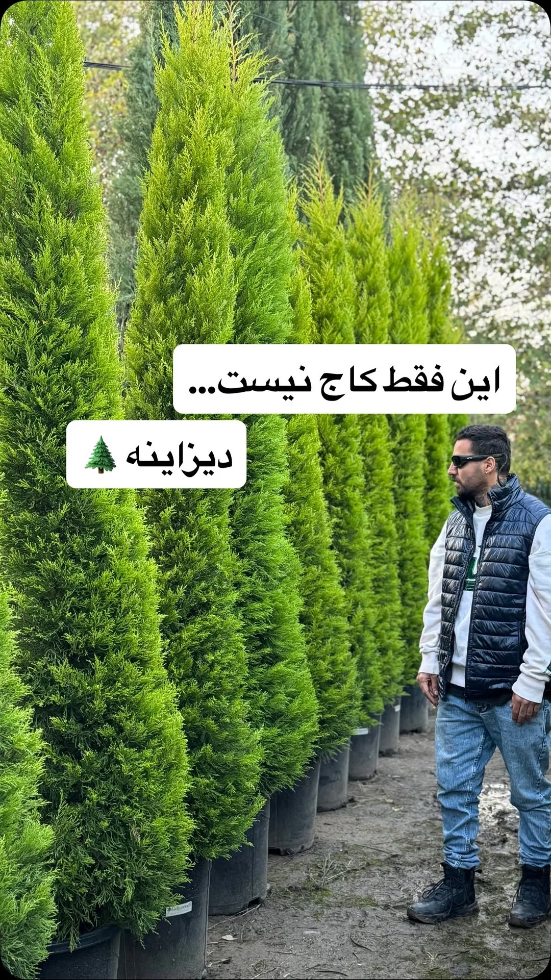 کاج لاوسون کارشده، رنگ سبز، درخت مخروطی