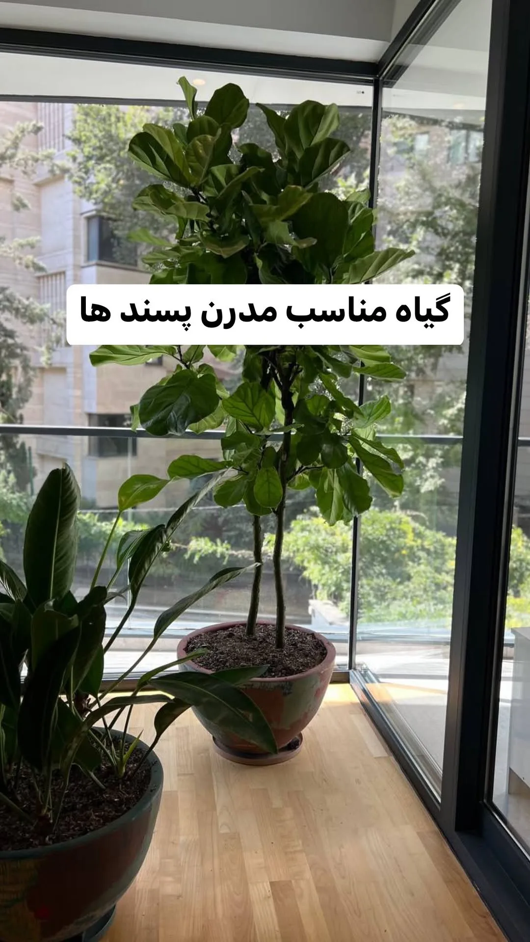 فیکوس لیراتا