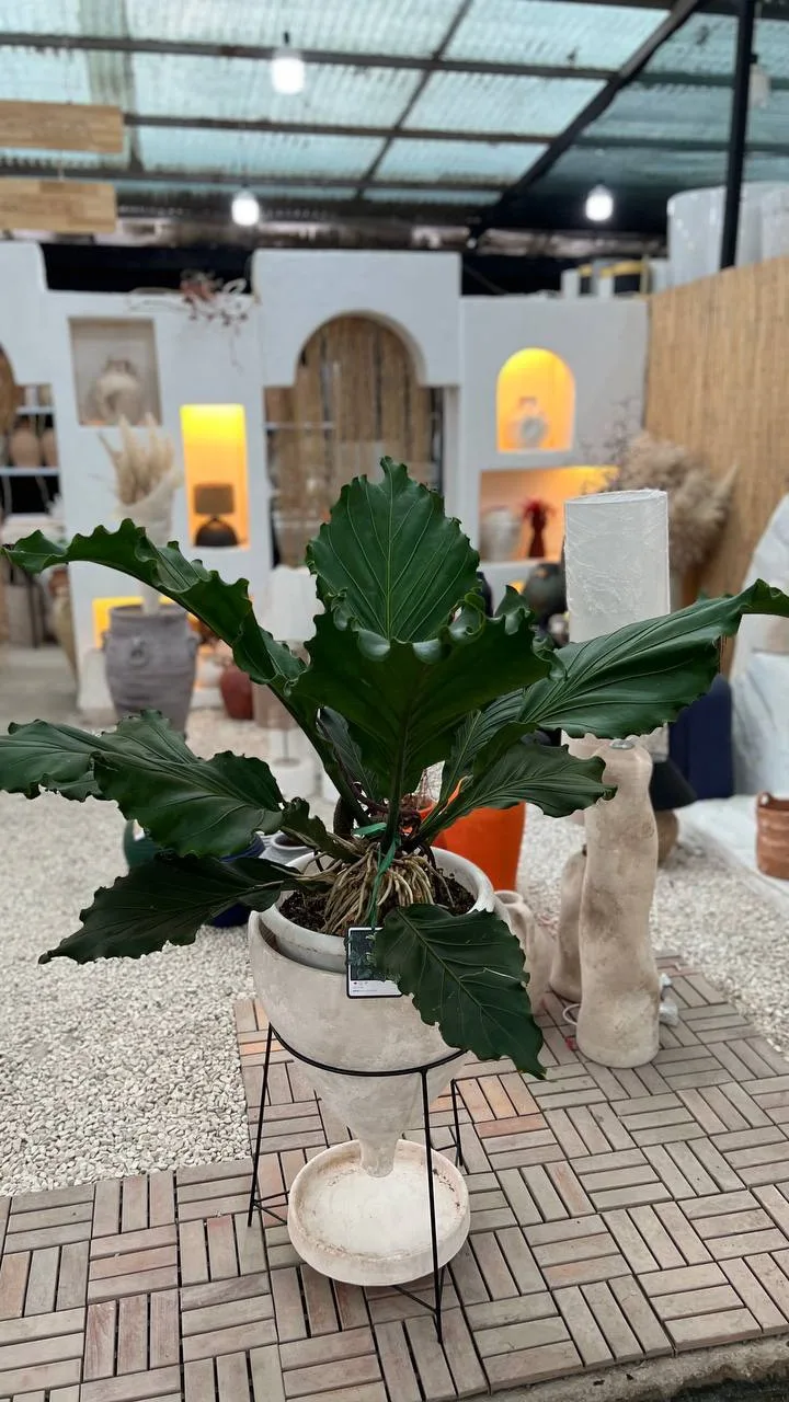 گیاه موج عشق