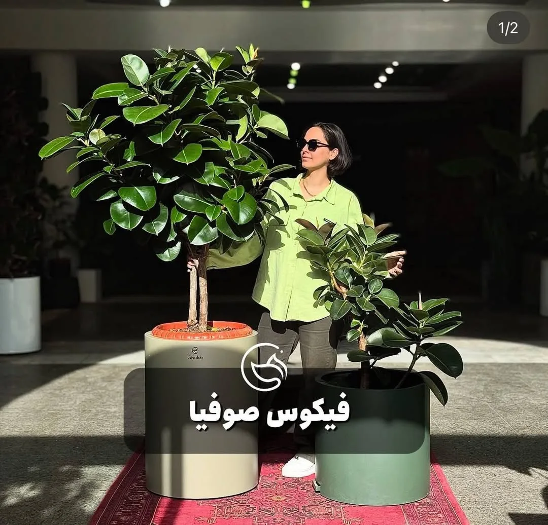 فیکوس سوفیا، رنگ سبز، کرم و سبز تیره، گیاه در گلدان استوانه‌ای