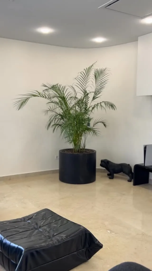 نخل اریکا، رنگ سبز و مشکی، گیاه در گلدان استوانه‌ای