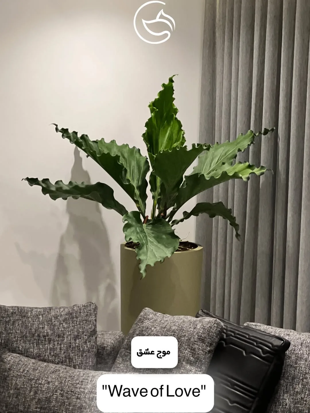 نیکولای (استرلیتزیا) — عکس ۳