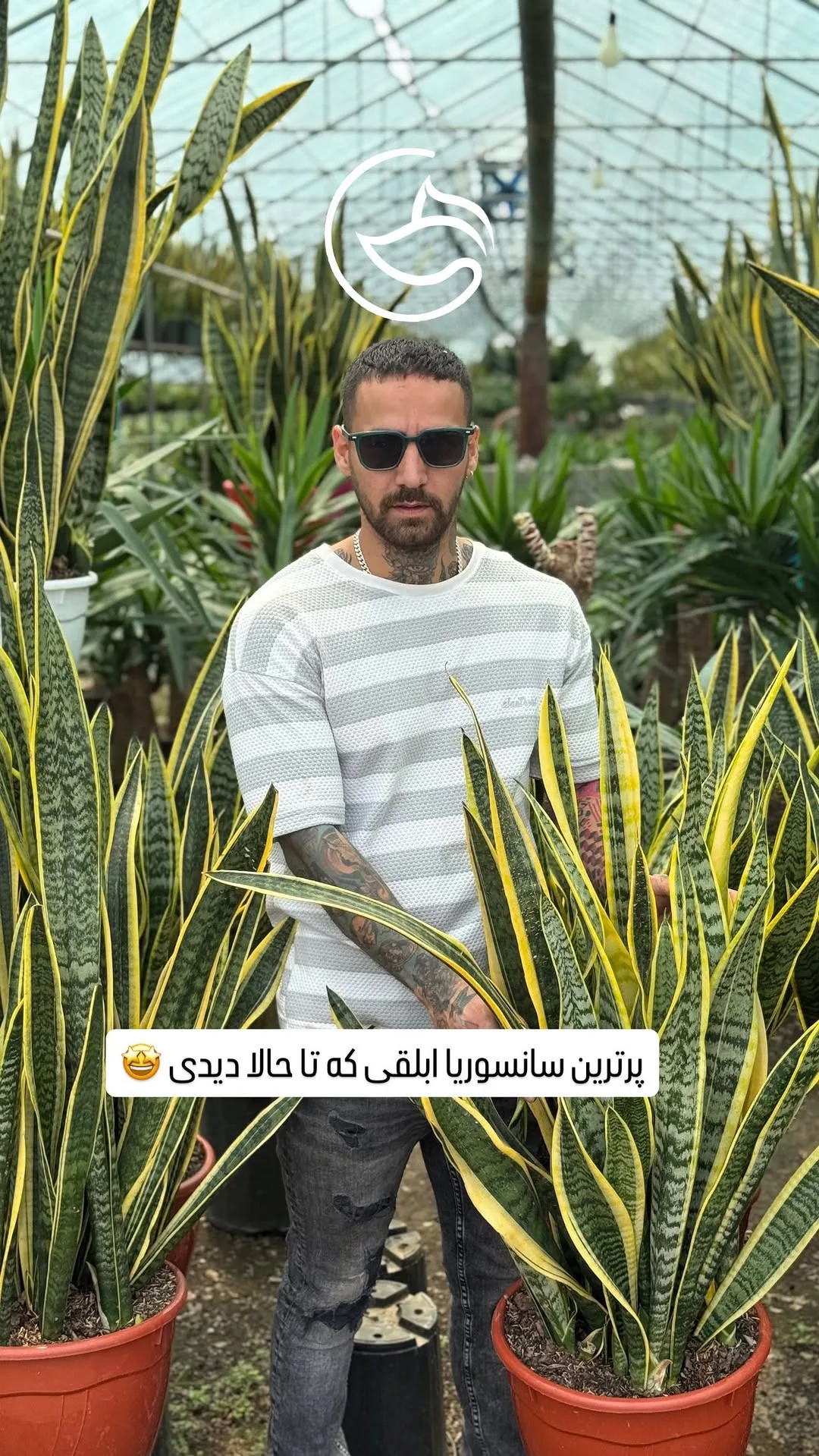 سانسوریا ابلق، رنگ سبز و زرد، برگ‌های شمشیری و بلند