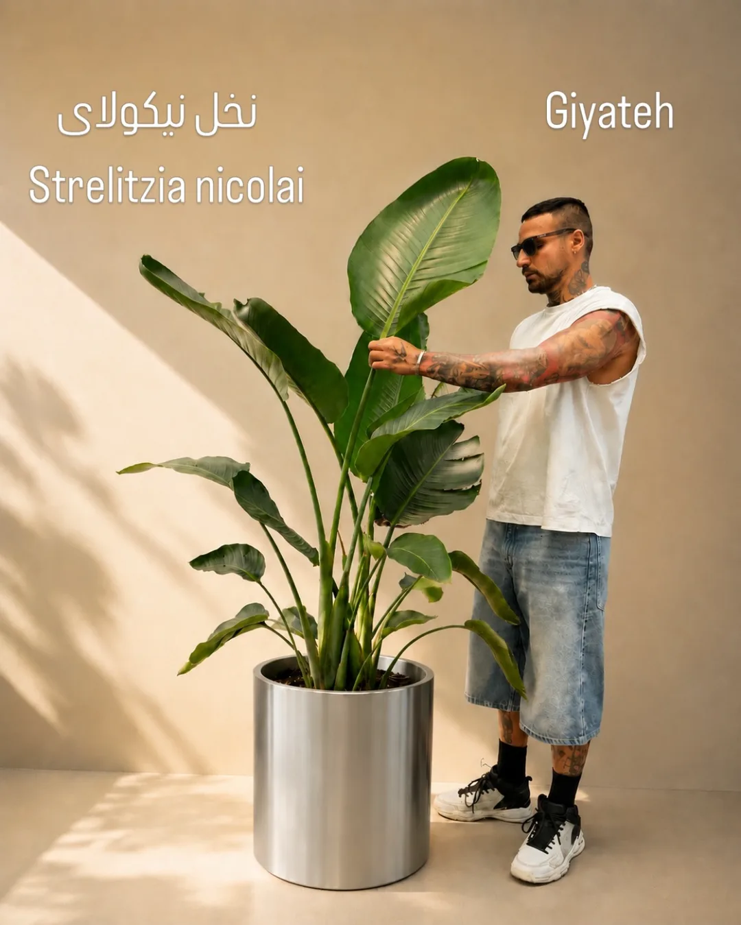 نخل نیکولای ۳ بوته