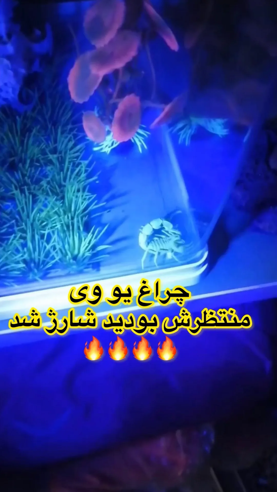 چراغ قوه یو وی زوم‌دار، جنس پلاستیک، دستی، کوچک، شارژی