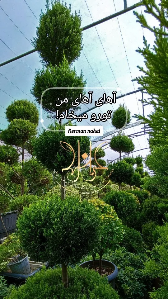 کاج لاوسون قیچی‌خورده