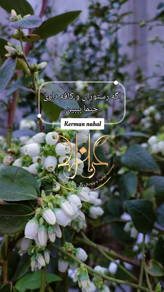 نهال بلوبری آماده‌ی باردهی