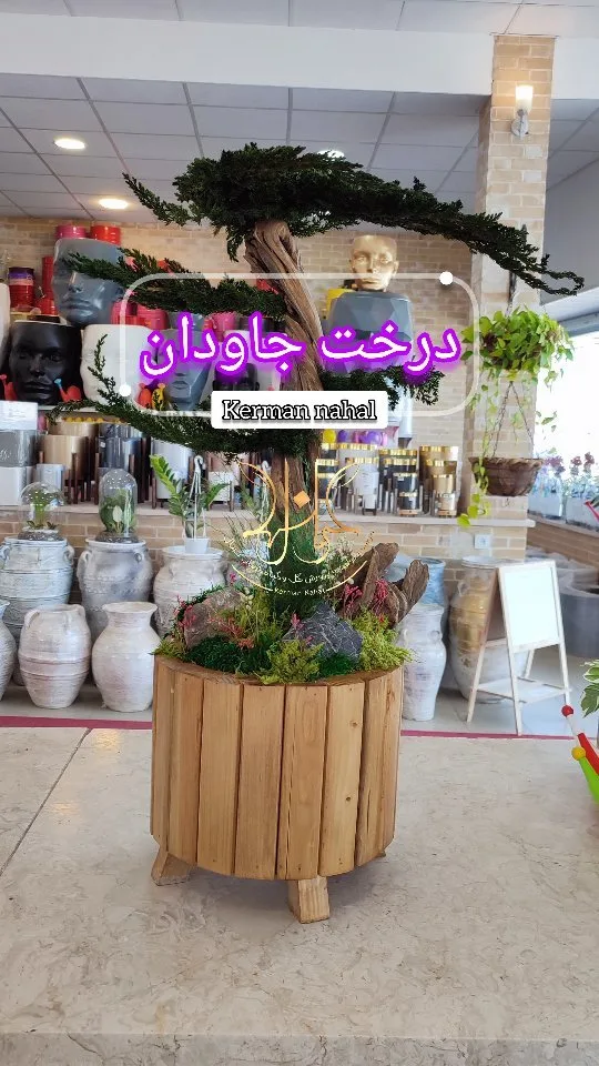 درخت جاودان
