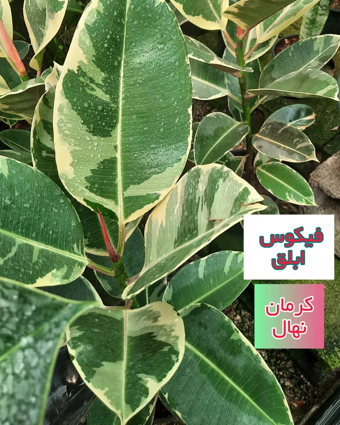 فیکوس ابلق