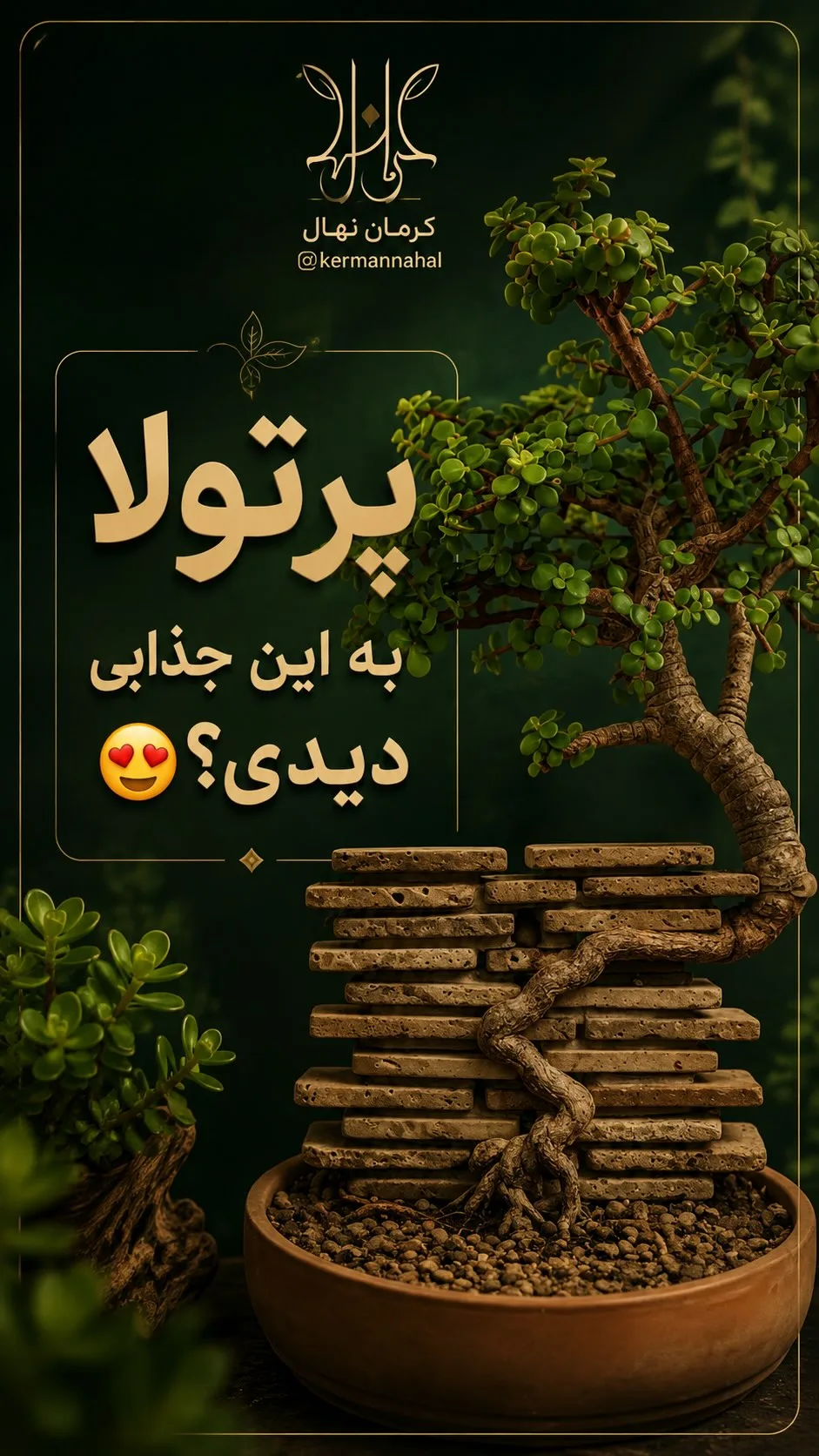 کراسولا خرفه‌ای آویز (بونسای)، رنگ سبز و قهوه‌ای