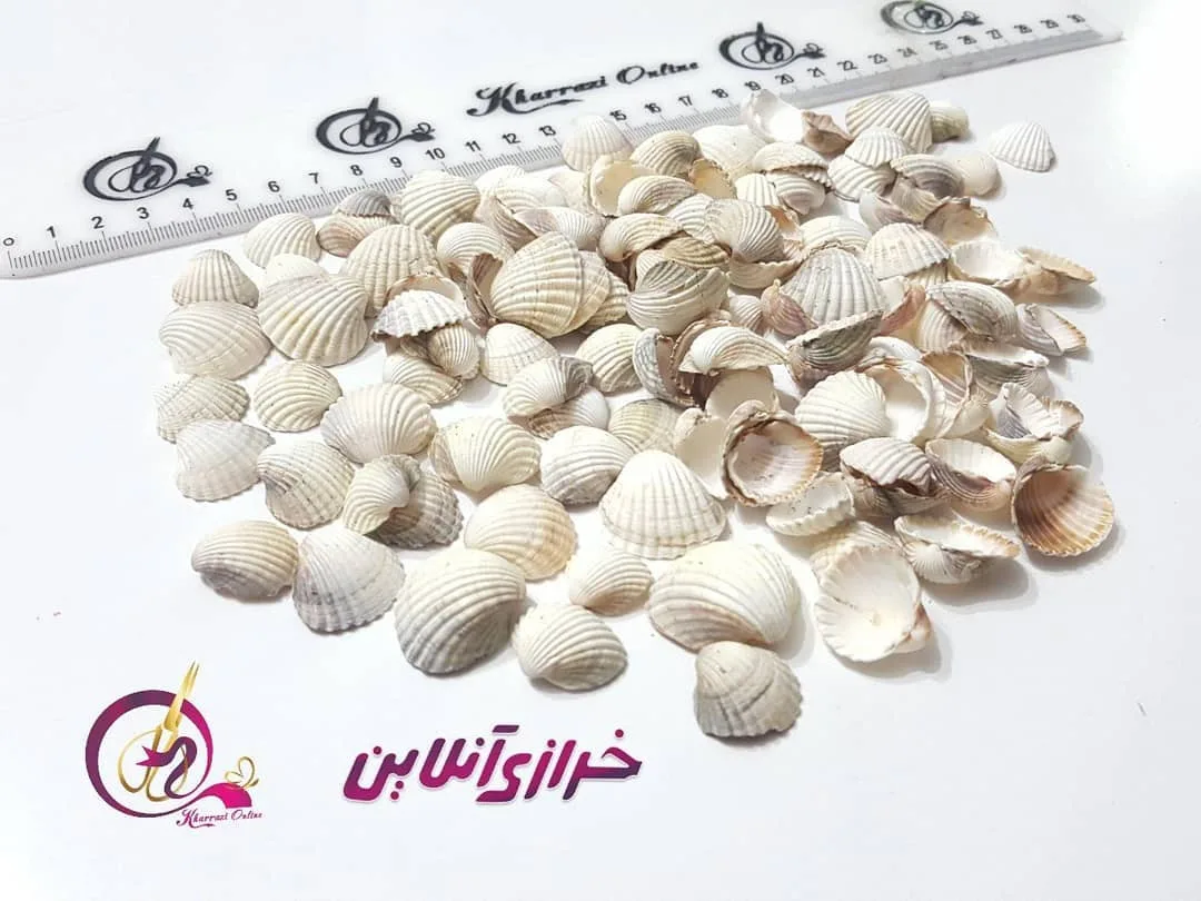 پک صدف ۵۰ گرمی