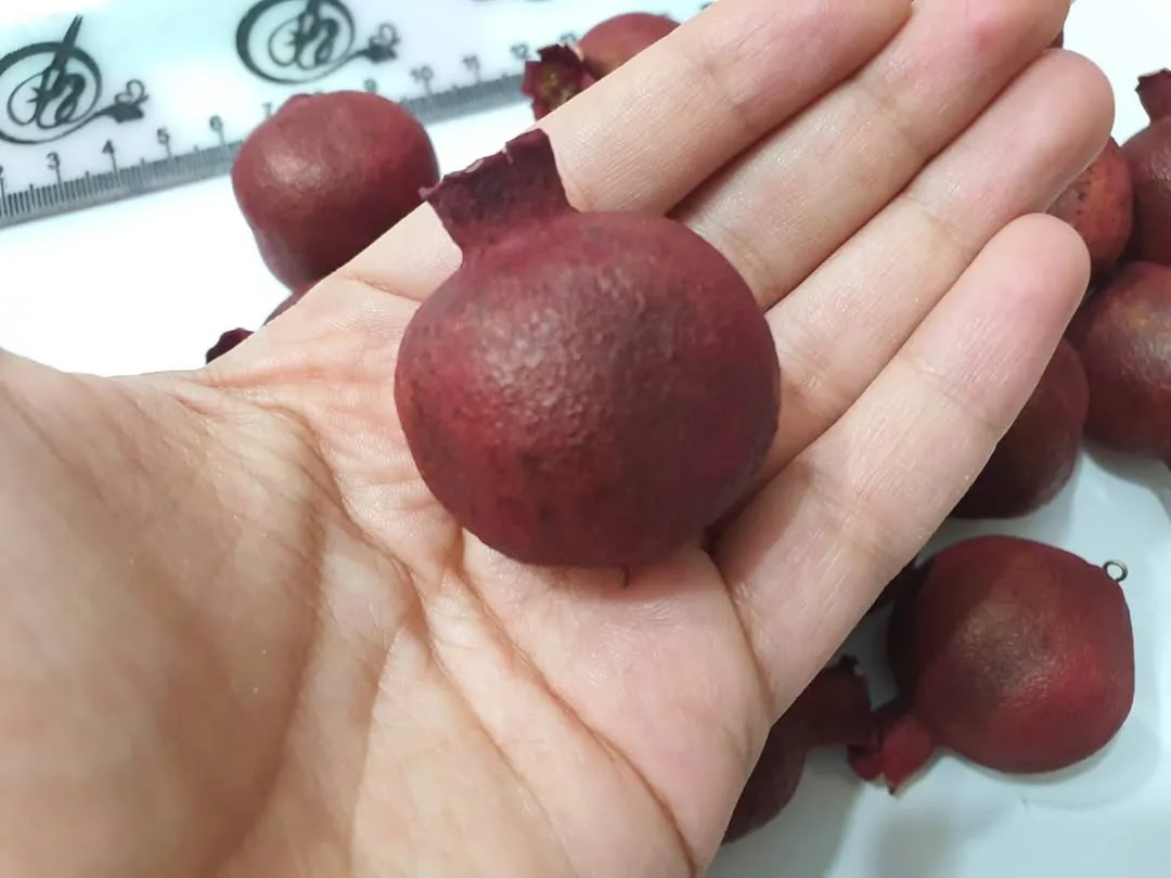 انار خشک کوچک — رنگ قرمز — نمای در‌دست — سایز حدود ۳٫۵ — عکس ۲