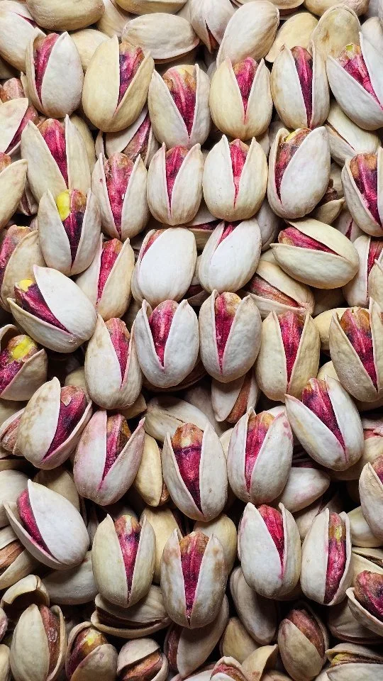 پسته انس ۳۶ خندان
