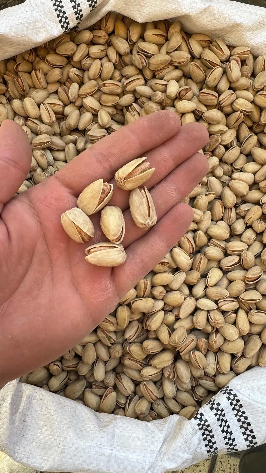پسته خندان درشت، رنگ کرم و سبز، پوسته صدفی