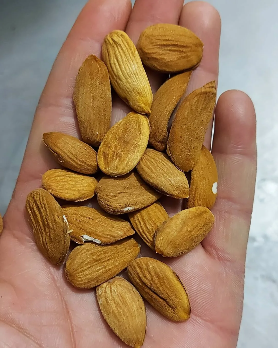 مغز بادام سنگی، رنگ قهوه‌ای