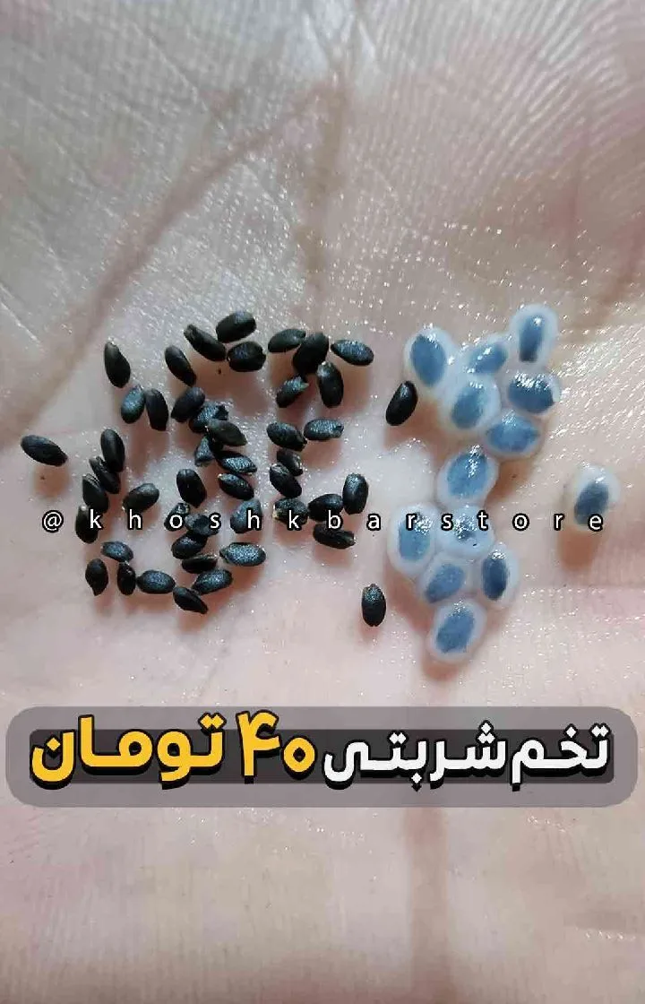 تخم شربتی نیم کیلو، رنگ سیاه و سفید، دانه خشک و خیس