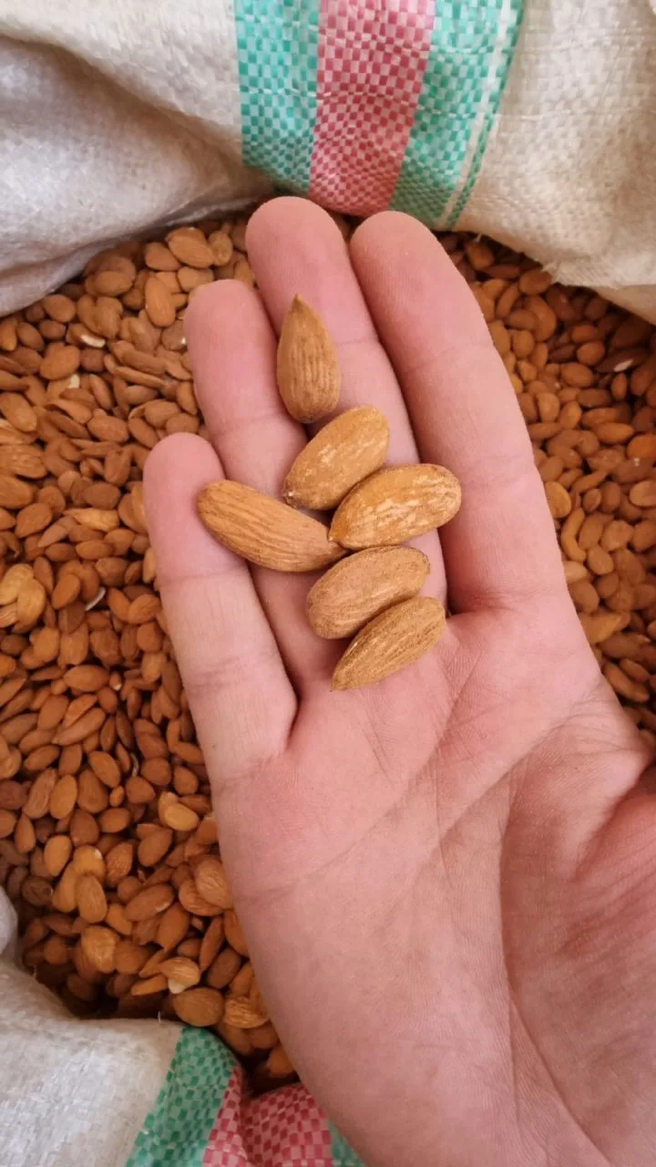 مغز بادام ارگانیک سنگی، رنگ قهوه‌ای روشن، بادام سیگاری