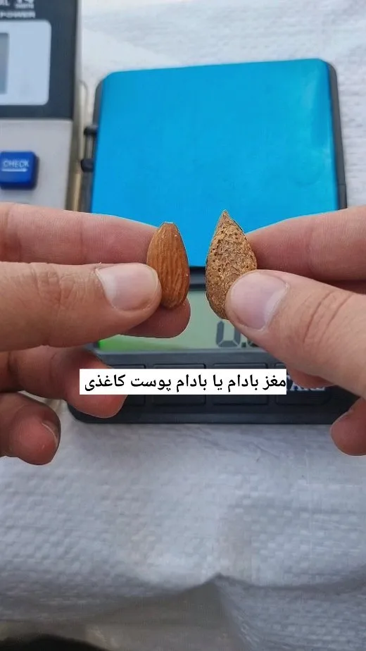 بادام پوست کاغذی، رنگ قهوه‌ای
