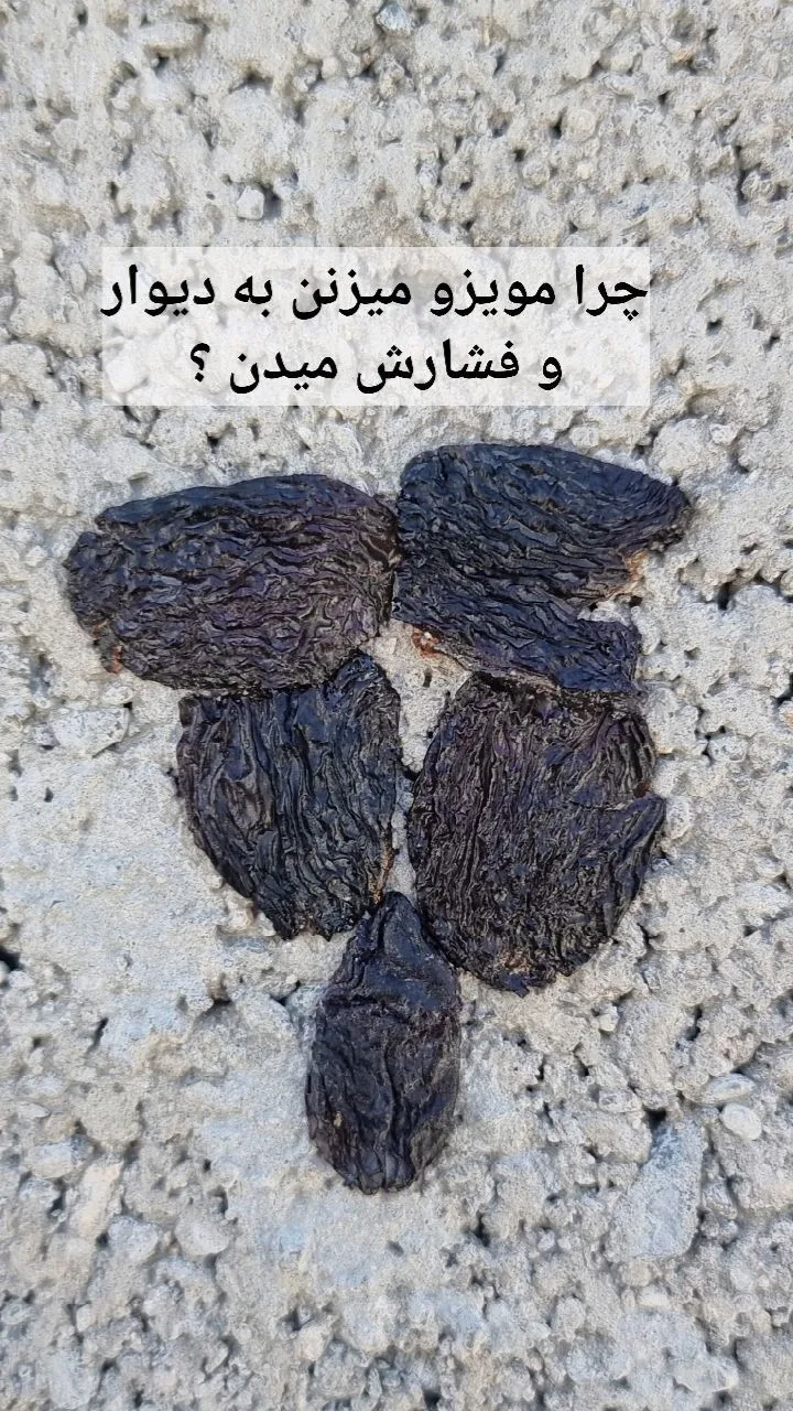 مویز سیاه بدون هسته