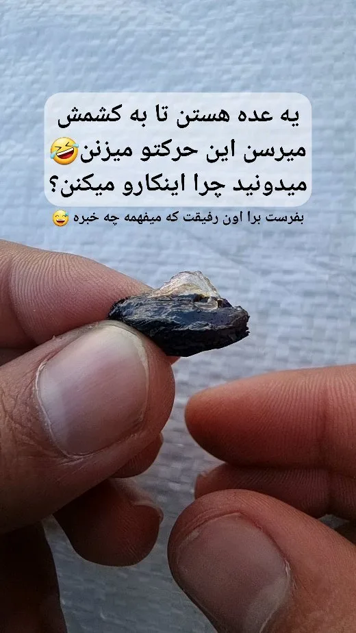 مویز لوکس