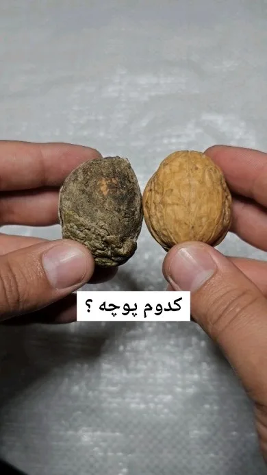 گردو لوکس، رنگ قهوه‌ای و سبز، جنس چوبی