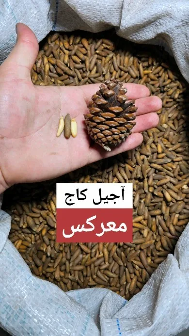 مغز چلغوزه و چلغوزه