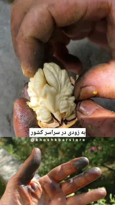 گردو تازه، رنگ سفید مایل به زرد، مغز گردو