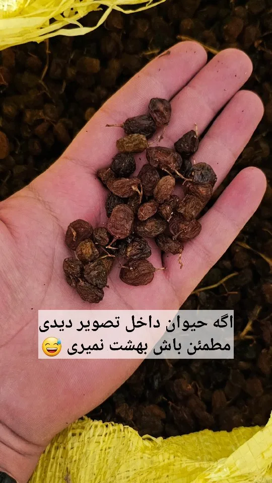 کشمش گونی ۳۰ کیلویی، رنگ قهوه‌ای تیره و مشکی، میوه خشک