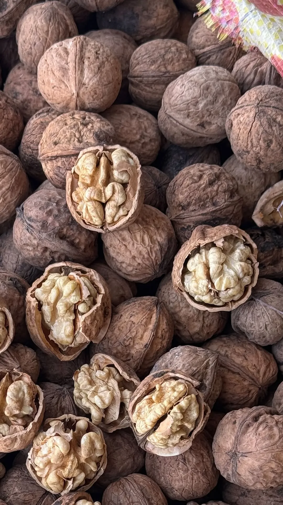مغز گردو