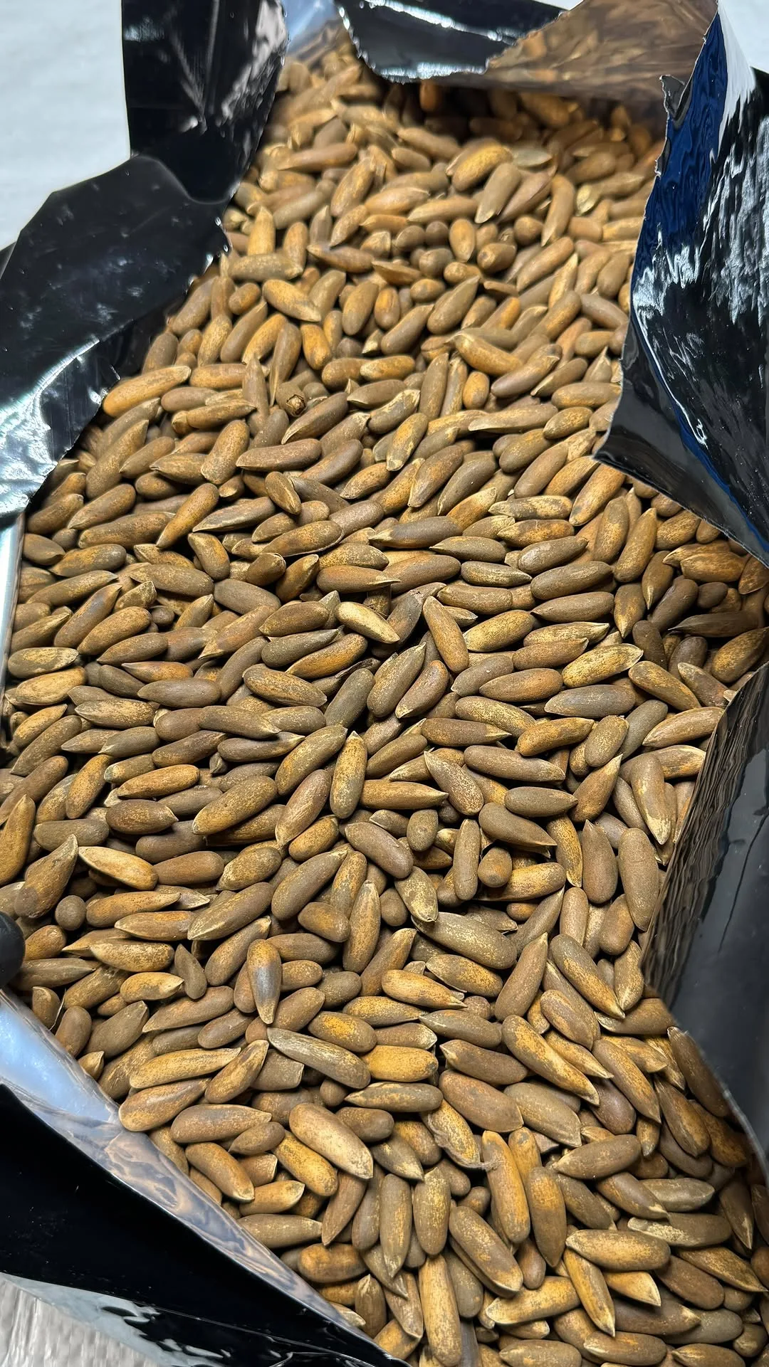 چلغوزه
