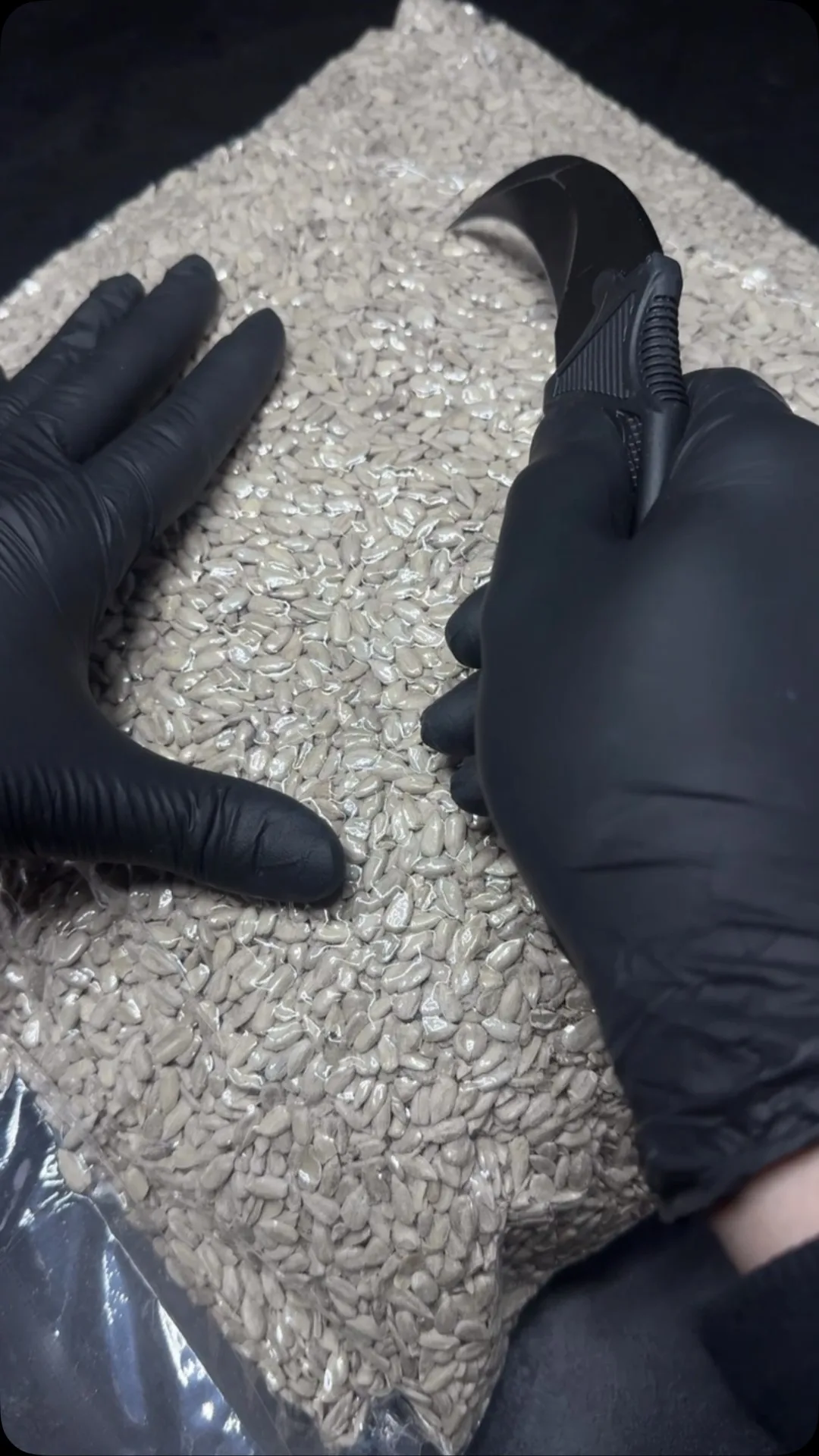 مغز تخمه تفت داده شور، رنگ خاکستری