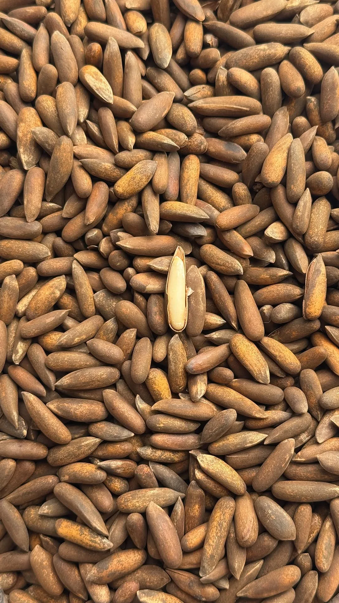 چلغوزه