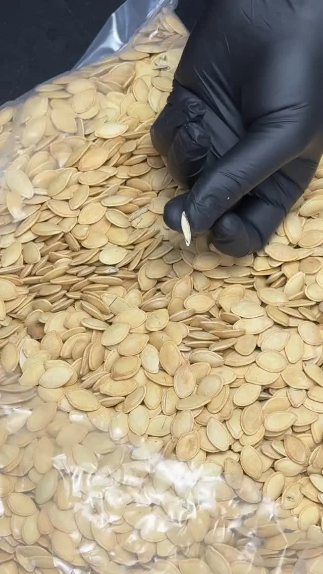 تخمه کدو درشت، رنگ کرم و سفید، دانه