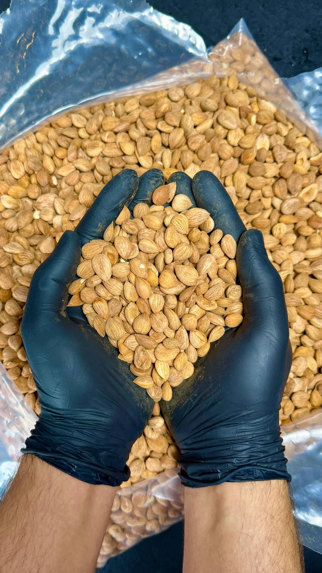 هسته زردآلو شیرین
