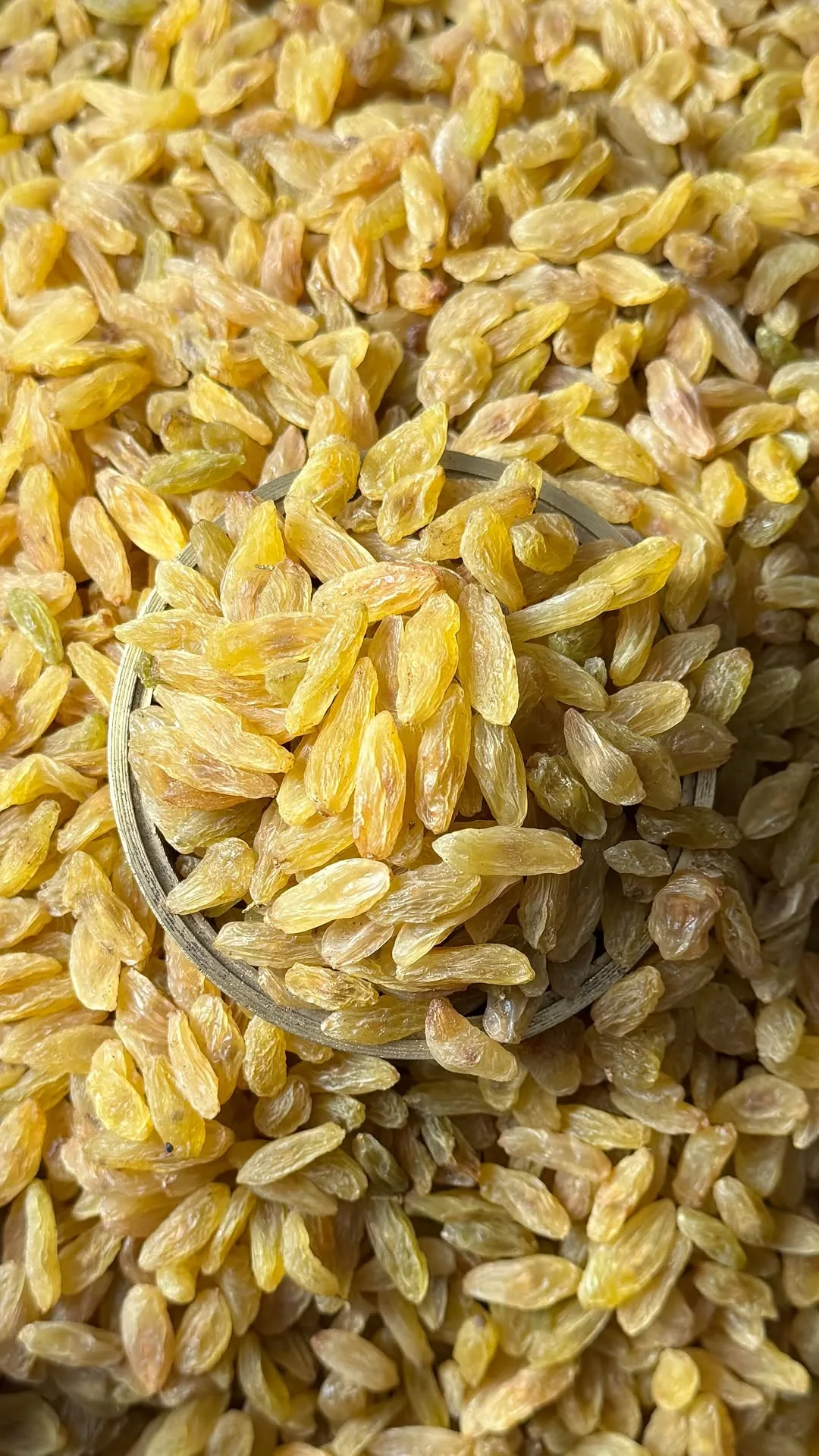 کشمش سبز قلمی
