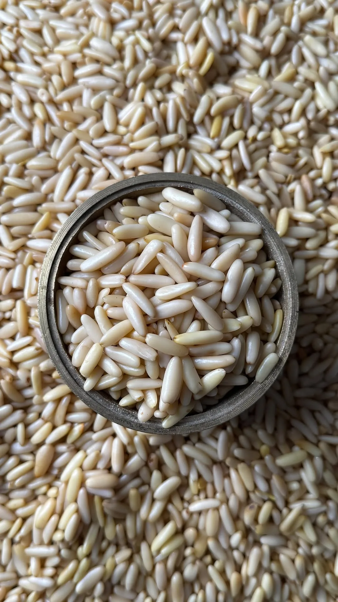 مغز چلغوزه