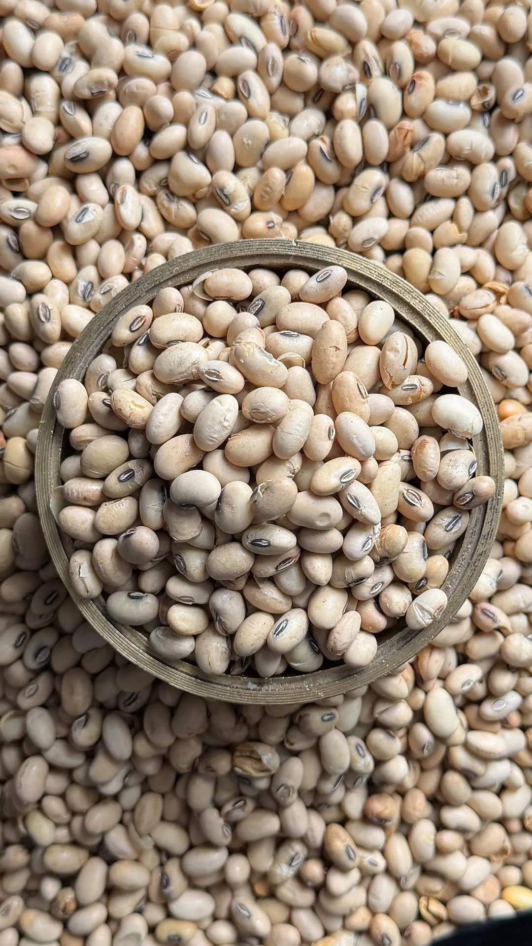 سویا آجیلی