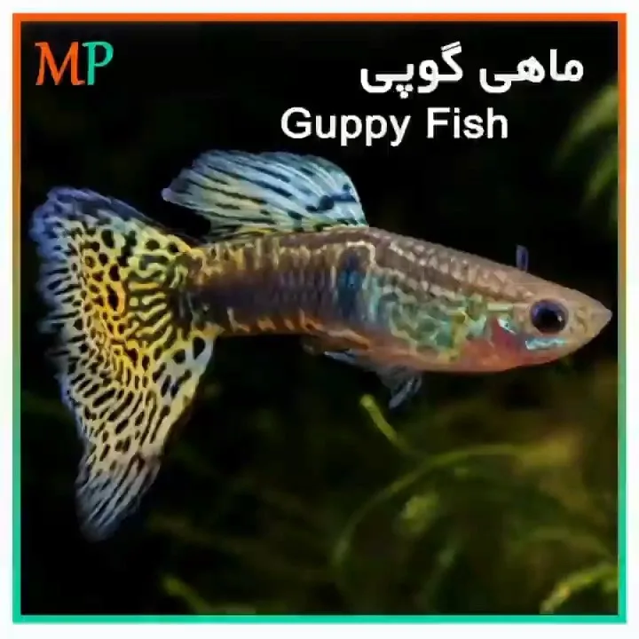 ماهی گوپی، رنگ نارنجی، زرد و آبی، ماهی زینتی
