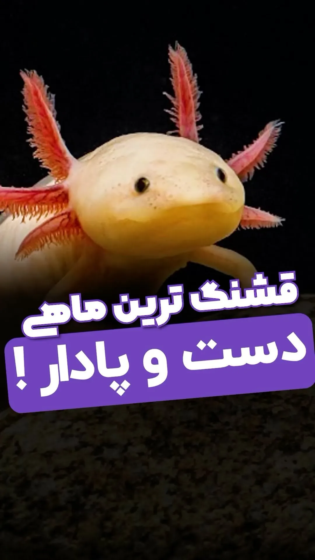 اکسولوتل، رنگ کرم و صورتی، دوزیست
